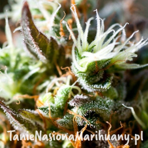 lemon-ice-20-feminized-cannabis-seeds.jpg