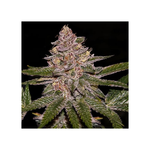 radical-juice-feminized-cannabis-seeds.jpg