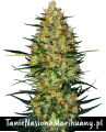 automatyczne-caramellow-kush-xl.png
