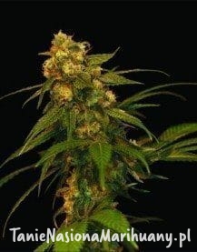 82a2eace7ccdbd031dcc52c56e9468b1