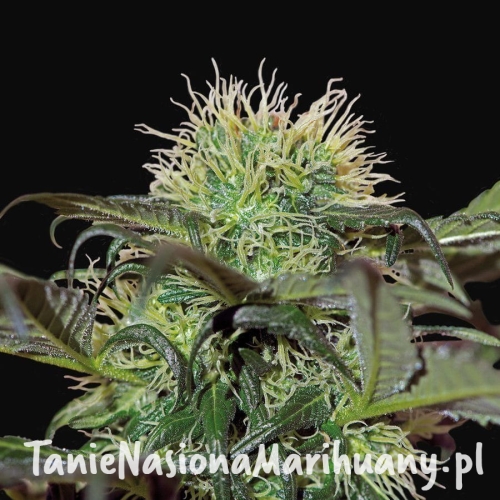 82d73ebbf10f14a38f2d2669b96bb9e4