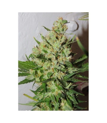 82eac088640d5b270a5311395b393b3c