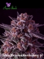 Gelato-Dream-Anesia-Seeds (1).jpg