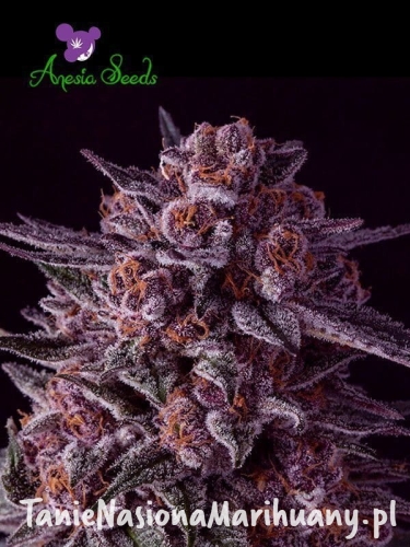 Gelato-Dream-Anesia-Seeds (1).jpg