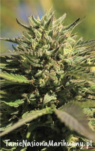 og-kush-fem.jpg
