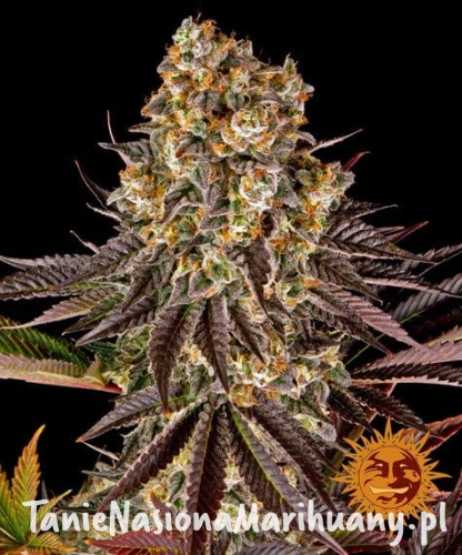gelato-45_circle_new_21_362937.jpg