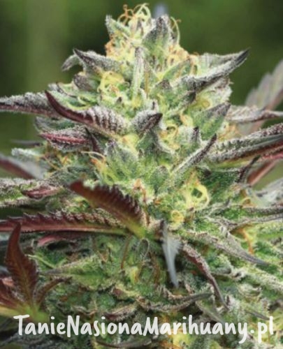 all-gas-og_1_1.jpg