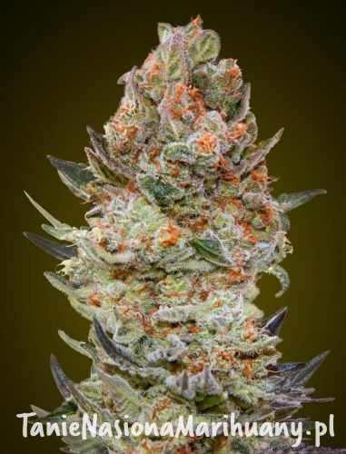 sweet-critical-cbd-2021.jpg