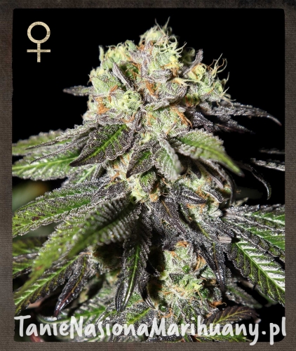 833d76326b9d1bd647790032534f06b5