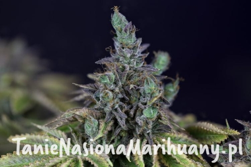 img_0693_gelatog_2000_4fn2yofd1w9xl676 (1).jpg