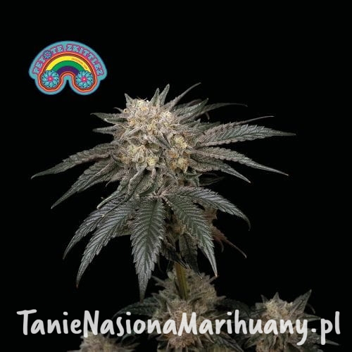 peyote_zkittlez_c_1 (1).jpg