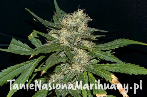 northern_lights_1_nbcsypodoolqddwg (1).jpg