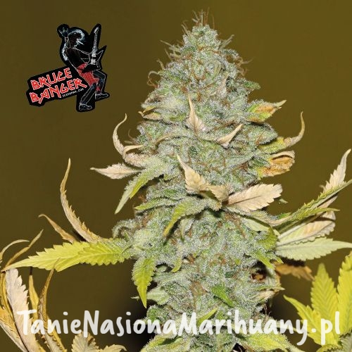 strain_images_for_website_converted_v232 (1).jpg