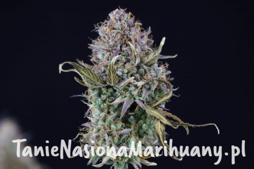 img_4747_og_kush_auto_2000_92xggdmdlkhmdai2 (1).jpg
