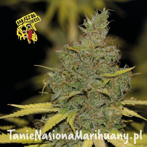 strain_images_for_website_converted_v239 (1).jpg