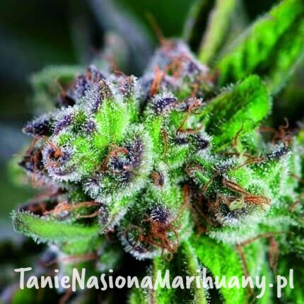 watermelon-zkittlez (1).jpg