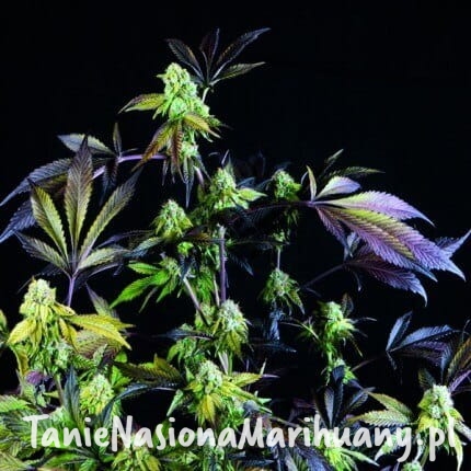 sunset-sherbet (1).jpg