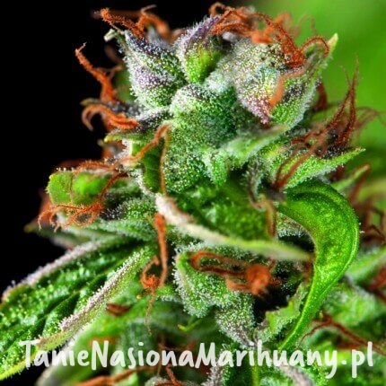 double-og-haze (1).jpg