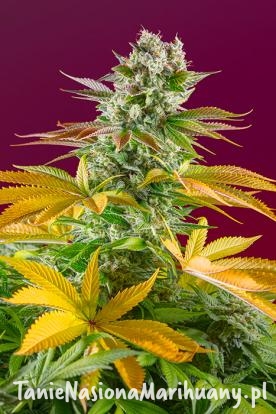 83a17f4160397ecedde5084defff71e4