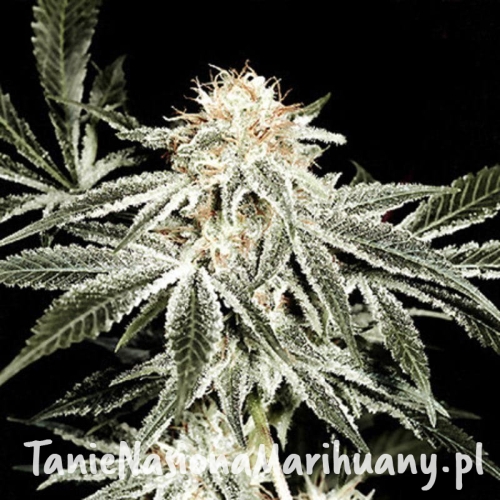 83b170b72c997c1ac9a4b68e61e7f667