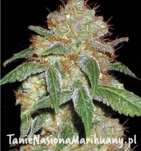 8403057880d3183c919edf2628459746