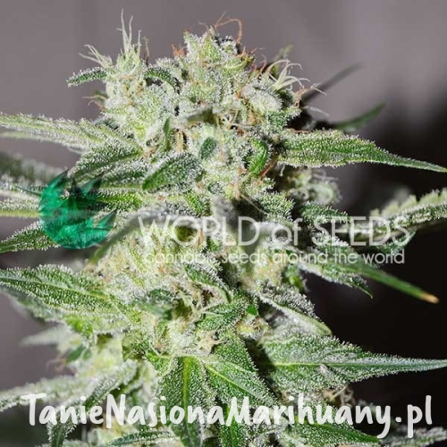 pakistan-valley-early-harvest_3 (1).jpg