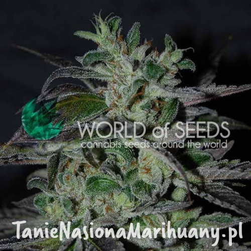 strawberry-blue-new_3 (1).jpg