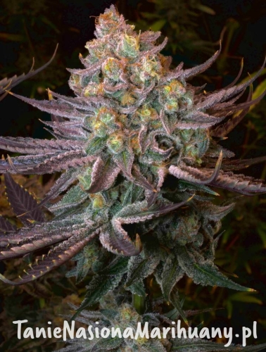 seriotica-opt-1 (1).jpg