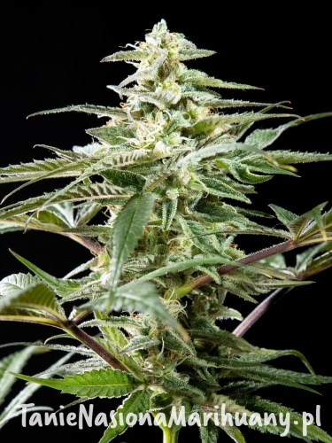 cbd-rich-candy_205_1_20210419142109_ (1).jpg