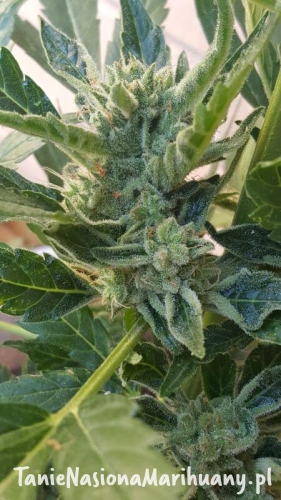 banana-zkittlez-auto_501_2_20201221134612_ (1).jpg