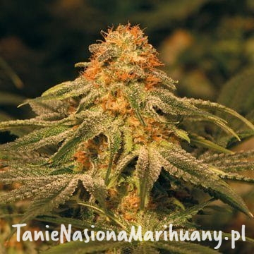 8419ae671566718dd5f99a4c0b9b719b