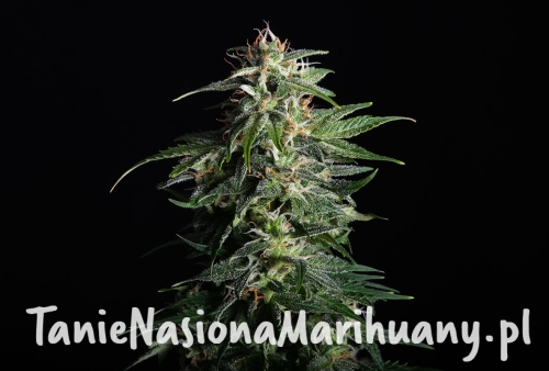 swiss-dream-auto-cbd-0.jpg