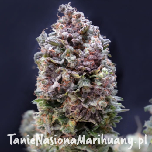 purple-punch-auto.jpg
