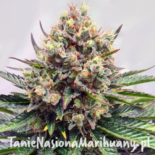 watermelon-zkittlez.jpg