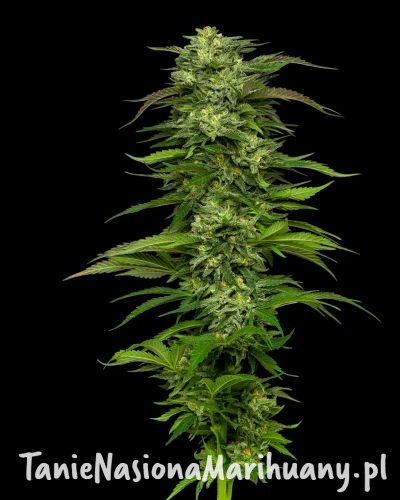 dream-queen-auto_1 (1).jpg