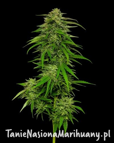 mango-sherbert-auto_1 (1).jpg