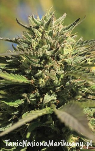 og-kush-auto_1_2 (1).jpg