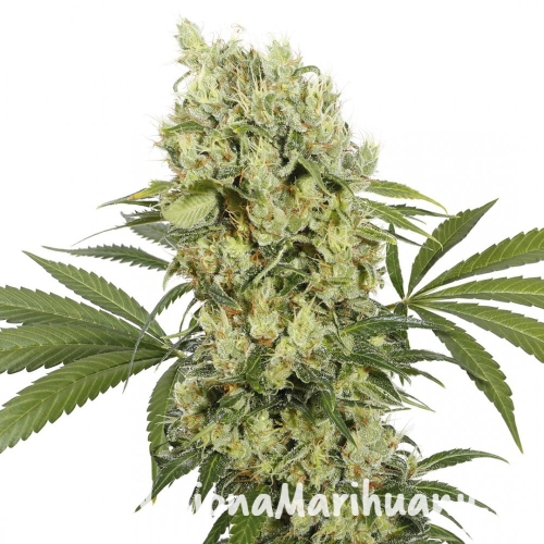 buddha-medikit (1).jpg