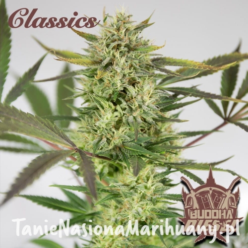 buddha-diesel (2).jpg