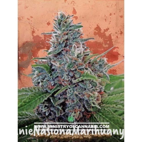 8497dda8ace5d9ce70b434dffb9a1c23