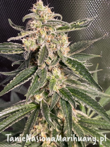 auto-sweet-donkeyjpg (1).jpg