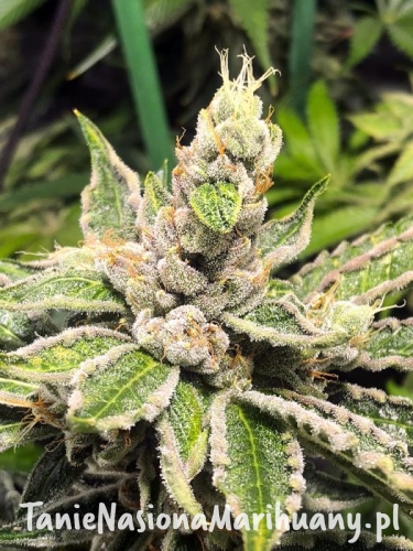 mamacitas-cookies_1 (1).jpg