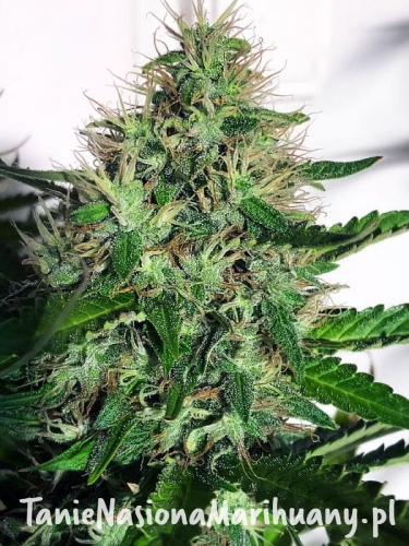 cannabis-light_1 (1).jpg