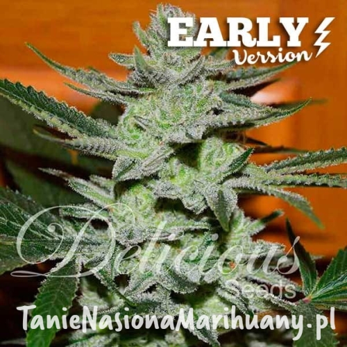 unknown-kush-early_version_4 (1).jpg