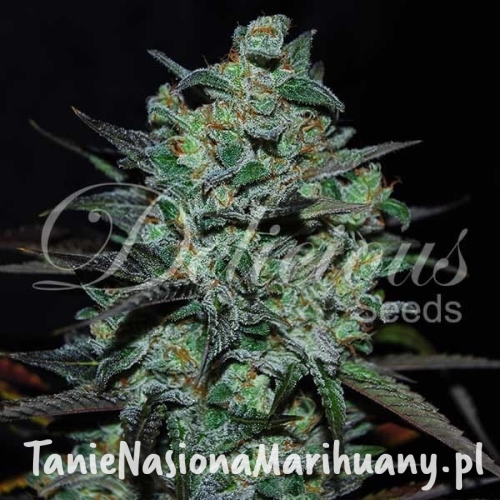 Northern Light Blue THC-FREE - DELICIOUS SEEDS.jpg