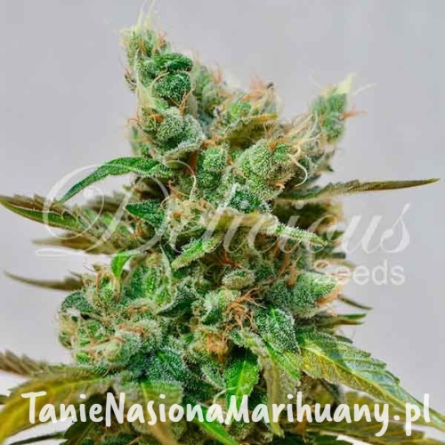 Honey Bells CBD - DELICIOUS SEEDS.jpg