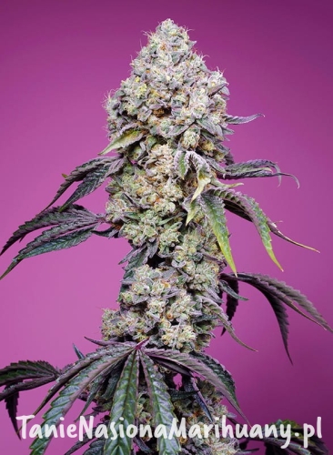 sweet-mandarine-zkittlez-f1-fast-version.jpg
