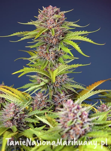 mimosa-bruce-banner-xl-auto (2).jpg