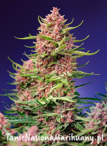 strawberry-cola-sherbet-f1-fast-version (2).jpg