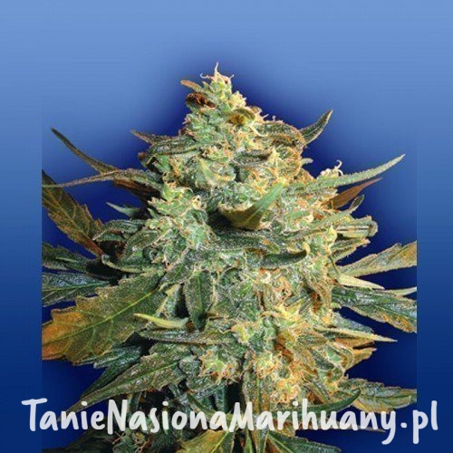 853bf7e61b0521c06b450e59bd817b9f